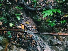 -西双版纳原始森林公园