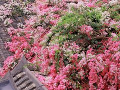 -深圳国际园林花卉博览园