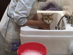 -帕帕拉兹宠物(亚洲旗舰店)