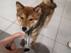 -柴务处·柴犬主题狗咖