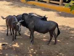 -西霞口神雕山野生动物世界