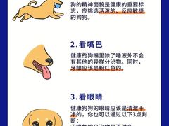 -翊宠yipet猫狗购宠庄园犬舍•猫舍