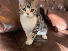 -猫大福·Fortune Cat猫舍(百子湾店)