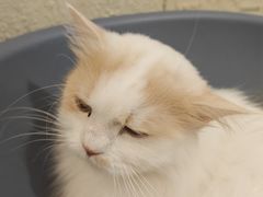 -平行世界·猫咖(首经贸店)