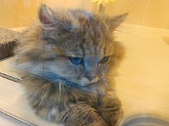 -momokira米努特·德文卷毛猫·棉花面纱犬