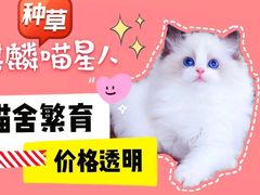 -十年猫舍·猫咪专门店(普陀店)
