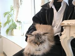 -共舞时光猫咖·狗咖(新街口店)