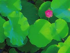 -莲花池公园