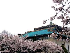-武汉大学-樱园