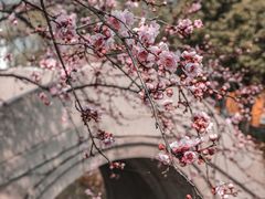 -司徒庙