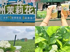 -中华茉莉园