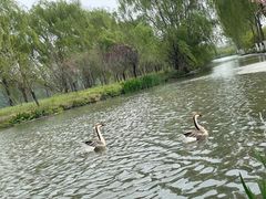 -西安浐灞国家湿地公园