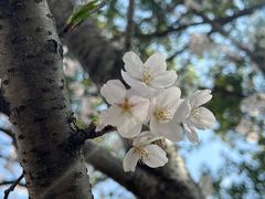 -高东镇樱花园