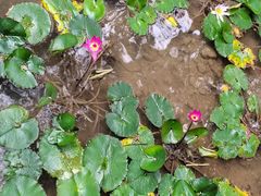 -广州白江湖森林公园