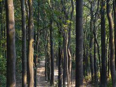 -火炉山森林公园