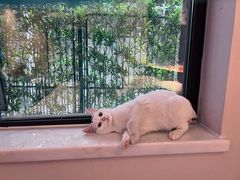 -北京观赏动物医院·24小时大型综合·猫专科·异宠专科