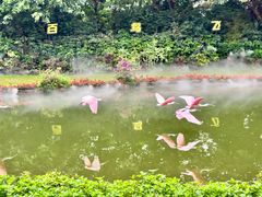-广州长隆飞鸟乐园