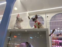 -凯德MALL(望京店)