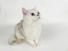 -comecome来吧宠物(奥克斯中心店)