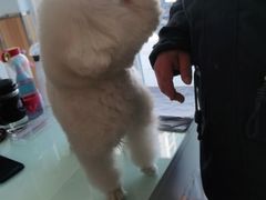 -宠福鑫康馨动物医院·骨科·眼科
