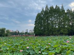 -黄兴公园