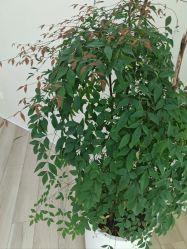 -HEYAN荷妍专业脱毛连锁机构