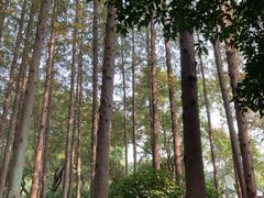 -上海醉白池公园