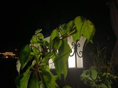 -Sirena海妖日咖夜酒