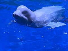 -海合安青岛极地海洋公园