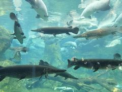 -珠海长隆海洋王国