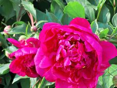 -黑龙江省森林植物园