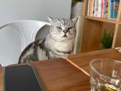 -Cappucimeow猫咪咖啡馆(韦伯时代店)