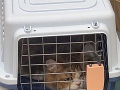 -四月宠物医院·猫专科·心脏专科·内科(转塘店)