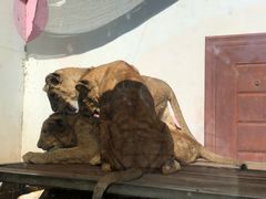 -大连森林动物园