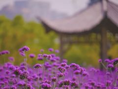 -杭州城北体育公园