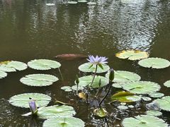 -东莞植物园
