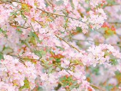 -海棠花溪(元大都城垣遗址公园)