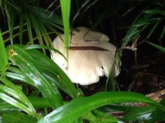 iphone_upload_pic-三亚亚龙湾人间天堂鸟巢度假村