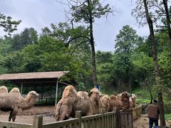 -贵州森林野生动物园