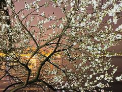 -杭州西湖柳莺里酒店·闻莺厅