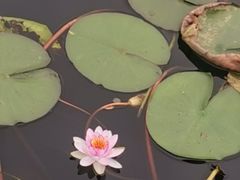 -苏州太湖湖滨国家湿地公园