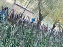 -三里屯东五街银杏大道