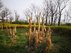 -洨河生态公园