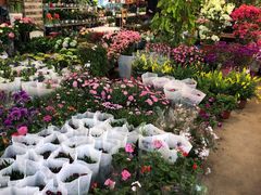 -双季花艺园艺市场(浦东店)