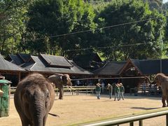 -野象谷景区