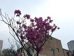 -大可堂普洱茶馆(襄阳南路馆)
