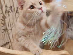 -楼上猫咖(罗湖店)