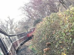 -济州森林小火车生态公园