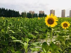 -杭州城北体育公园