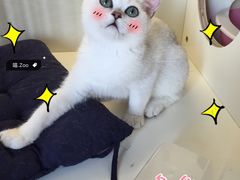 -喵zoo家庭繁育猫舍(尖东智能花园店)